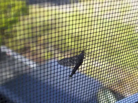 Tela mosquiteira instalada pela Preserve