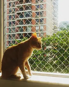 Rede para pets instalada pela Preserve